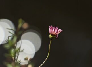 Kiedy PZ a kiedy PH?