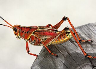 Do czego służy Konik w tokarce?