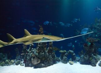 Jaka jest najlepsza piła do drewna? Jaka jest najlepsza piła do drewna?