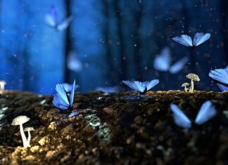 Jakie drewno na blat stołu warsztatowego?