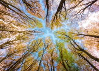 Ile kosztuje 1 metr buka?